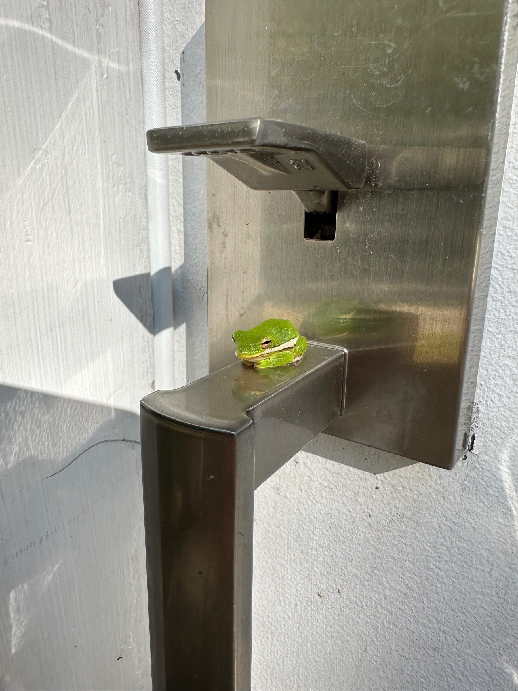 Small green frog on door handle. 
