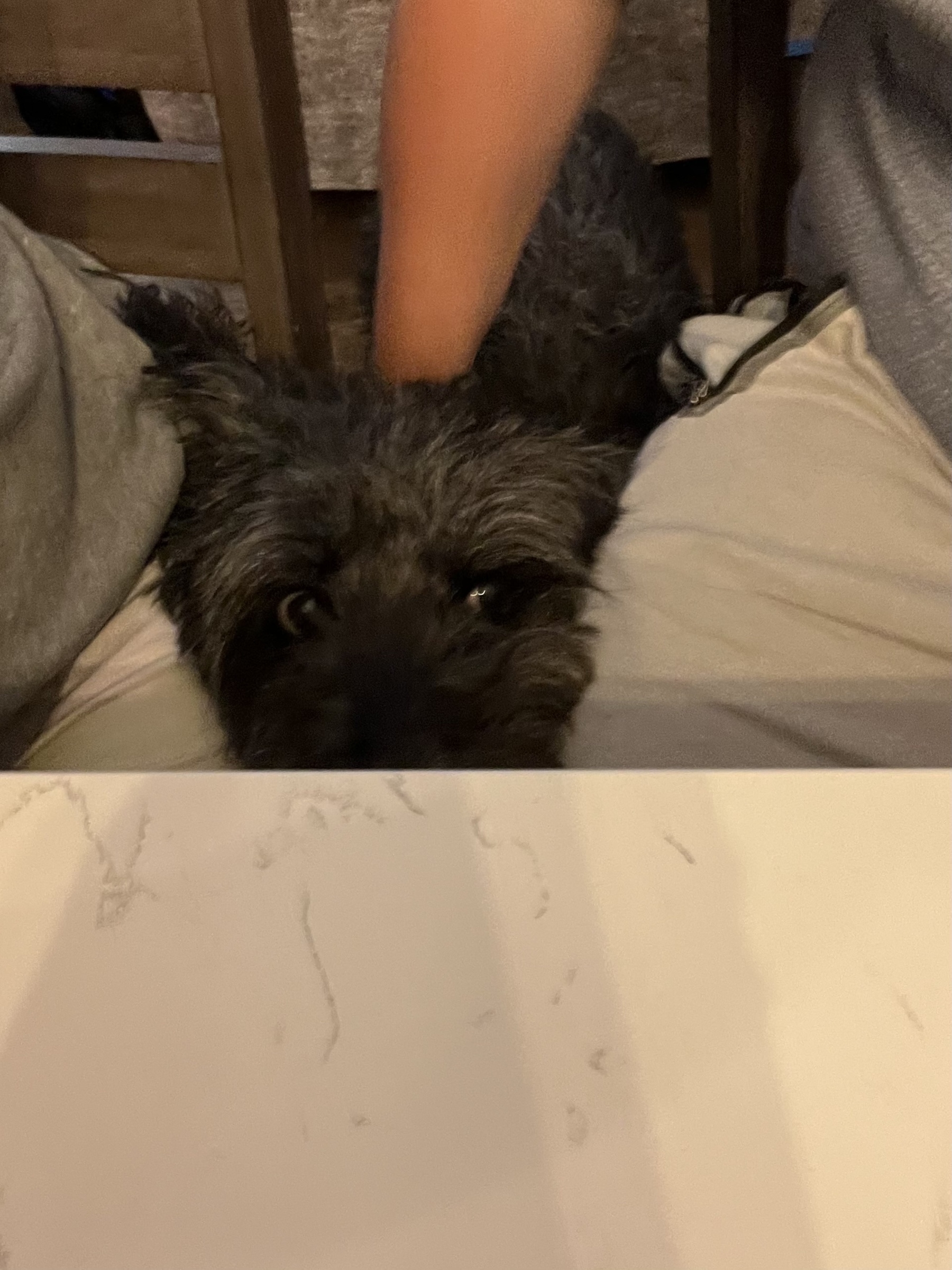 A small black dog is peeking from between two people's laps with an arm resting above it.