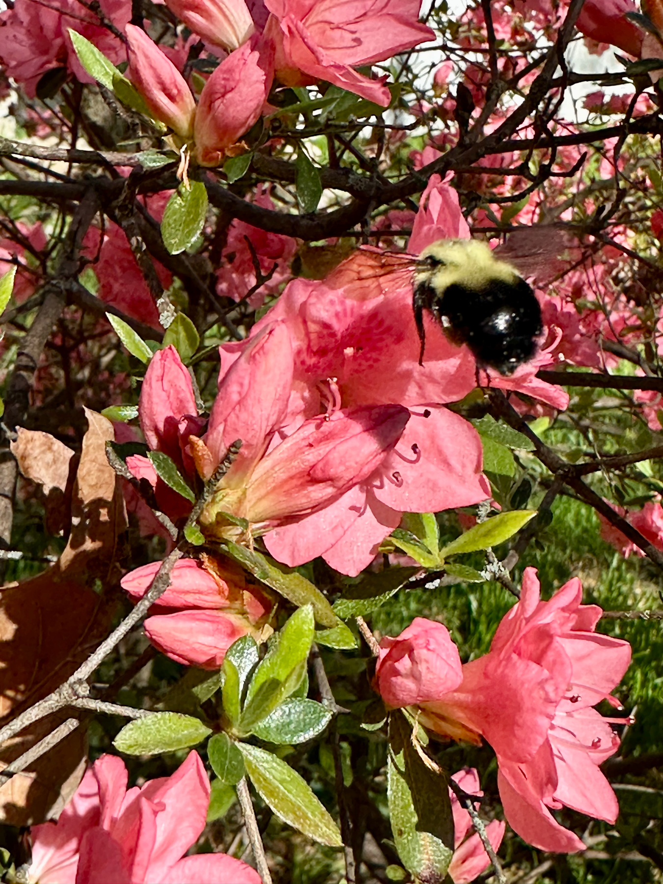 A bumblebee on a bright pink azalea flower with green leaves in the background.