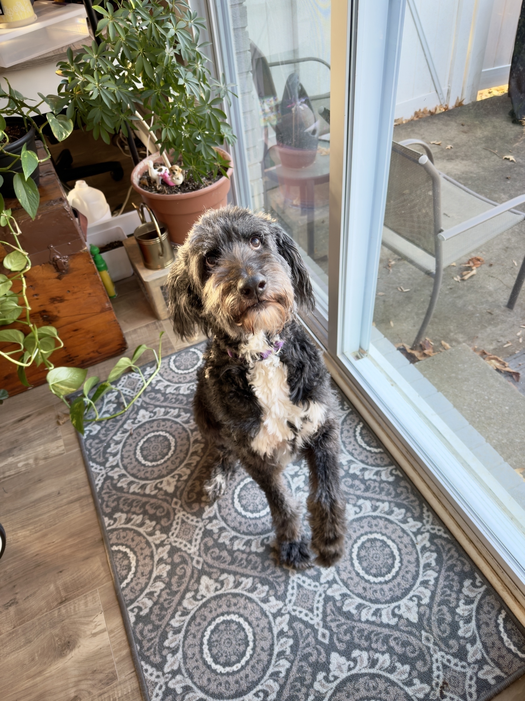 A fluffy black and gray dog sits on a patterned rug by a glass door, surrounded by potted plants.