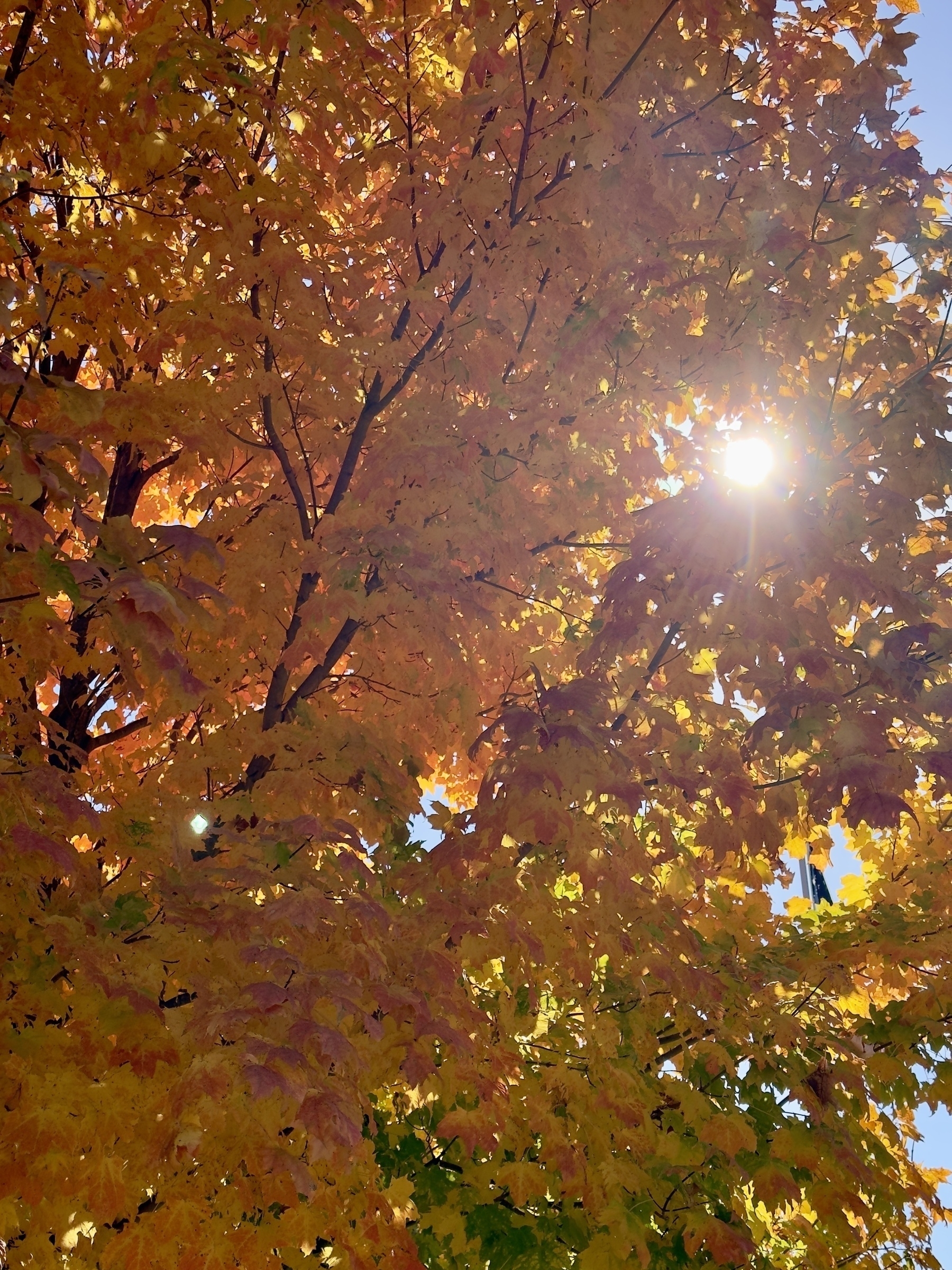 Bright sunlight filters through the autumn-colored leaves of a tree.