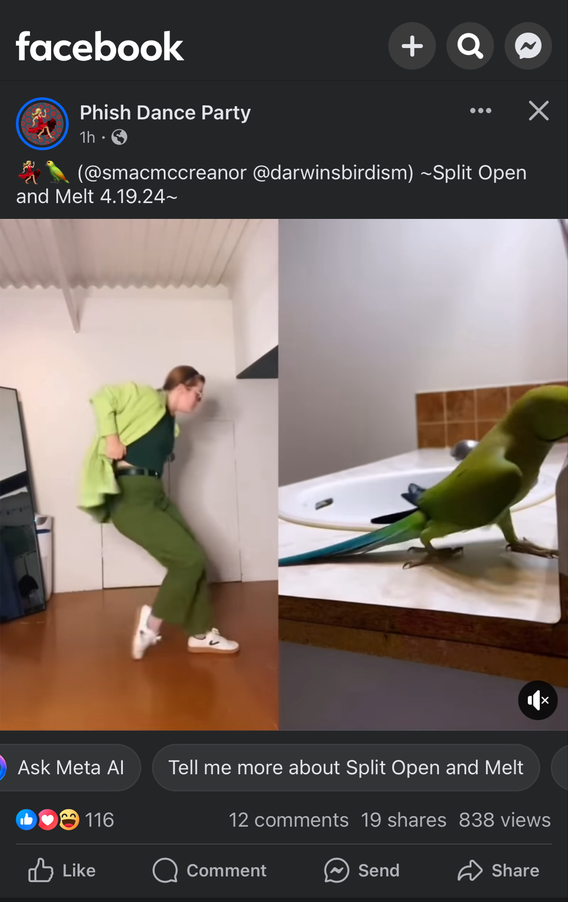 A split-screen image showing on the left a person in a green outfit dancing with their face leaning against a wall, and on the right, a green parakeet perched on a broom handle imitating the person’s head-tilted pose