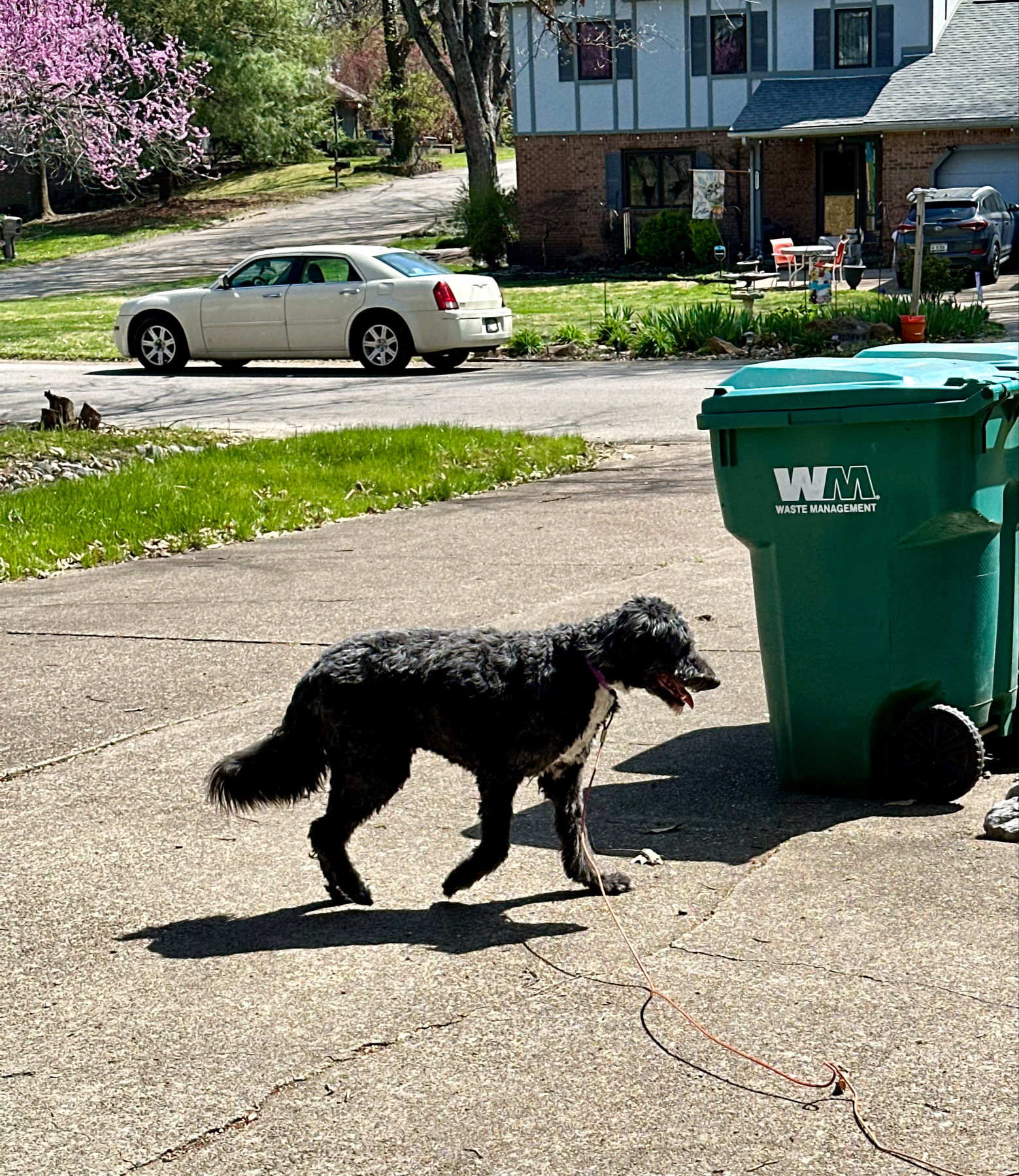 A black dog on a leash walking past a green waste management bin on a sunny residential driveway with a white sedan and houses in the background.