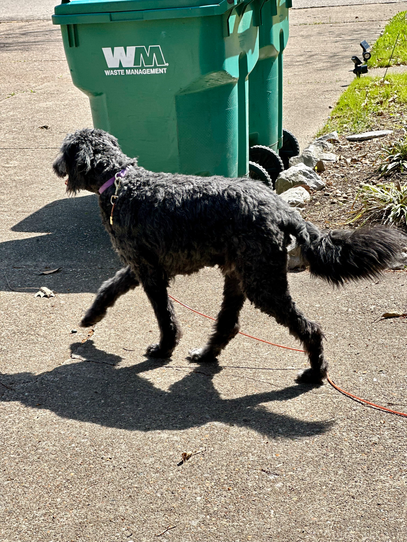 A black dog walking on a leash beside a green Waste Management trash bin on a sunny day with its shadow cast on the pavement.