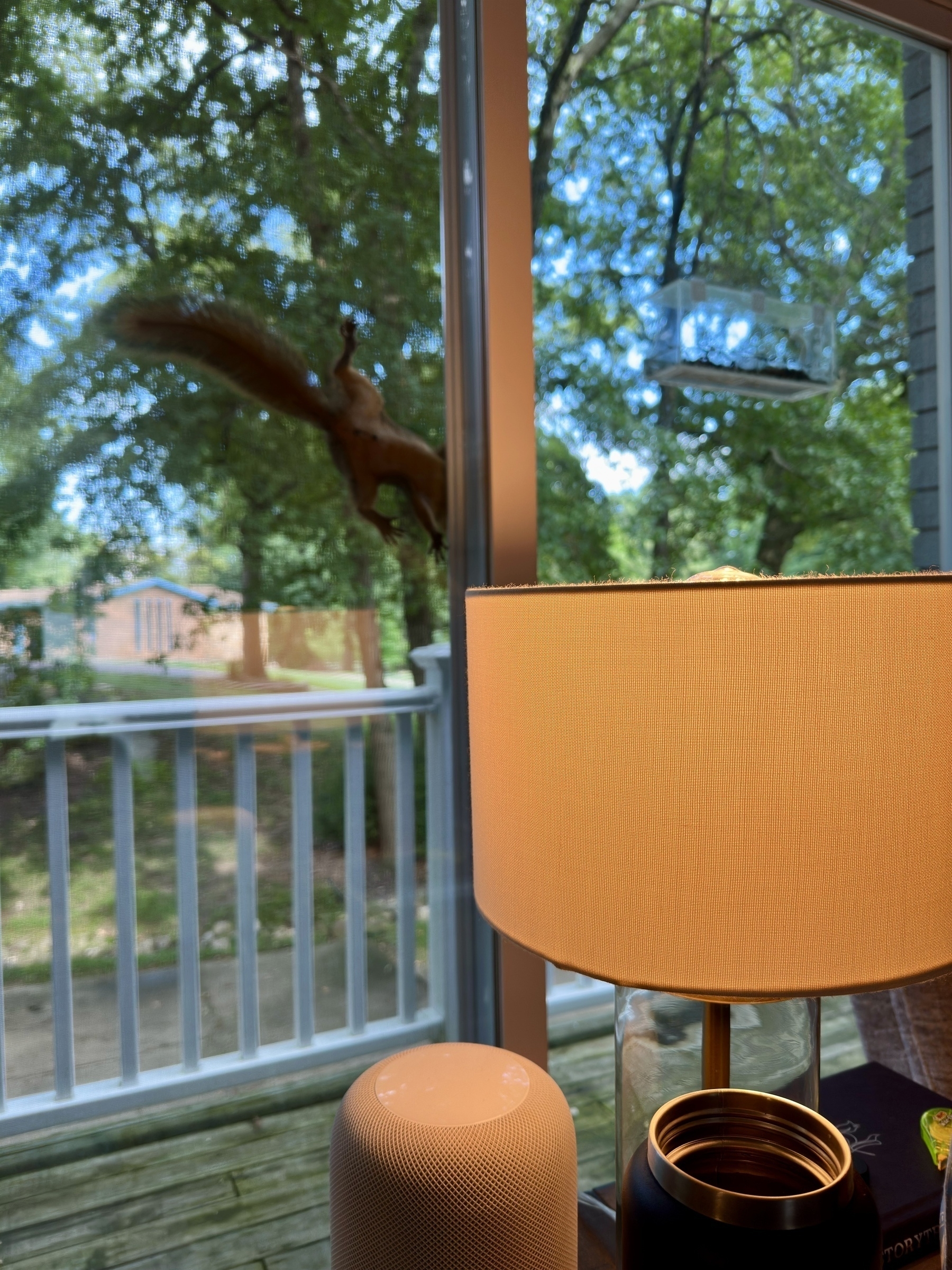 A squirrel is climbing on a glass door near a lit table lamp and a smart speaker, with a scenic outdoor view in the background.