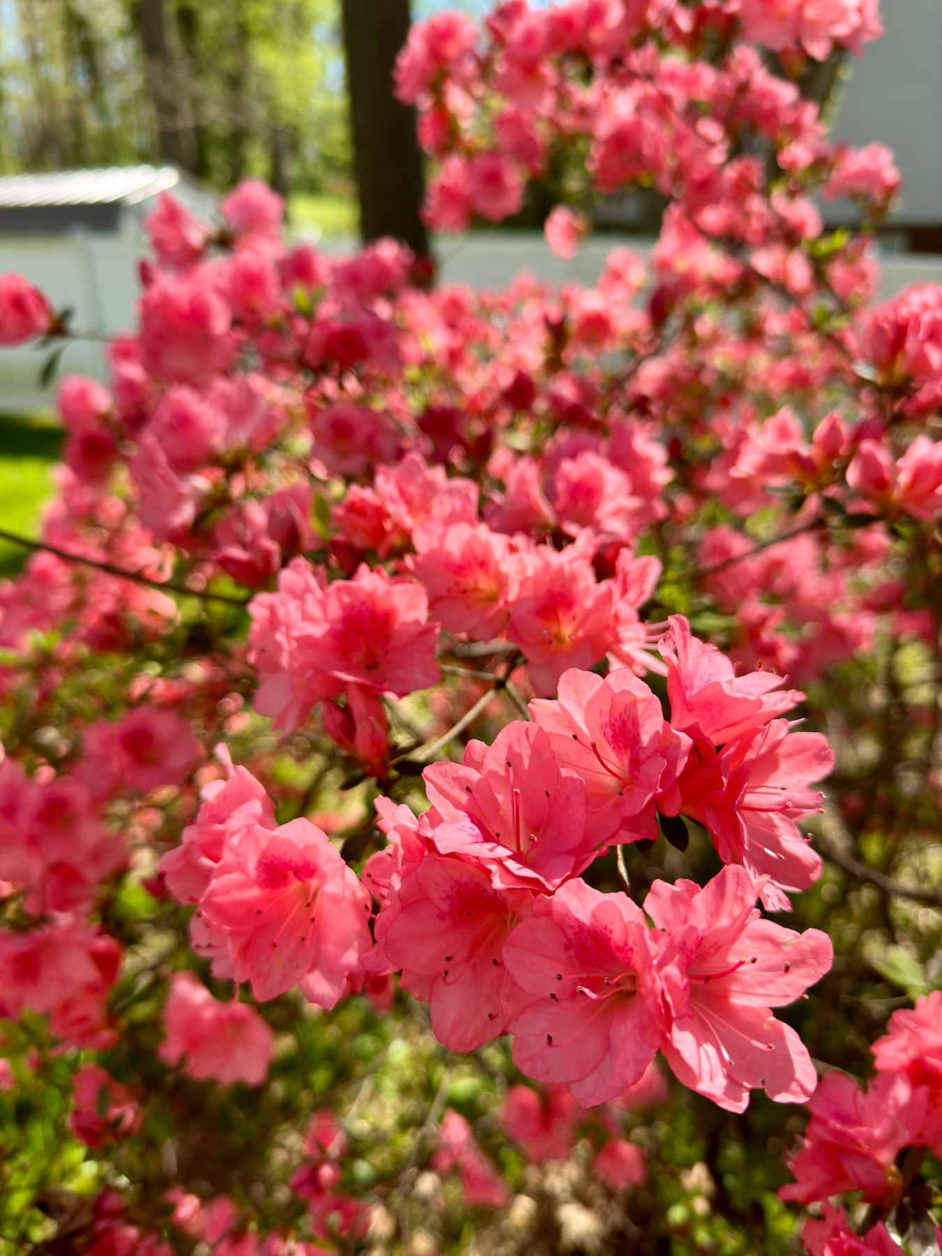 A close-up of vibrant pink azalea flowers in bloom with a soft-focus background of greenery and a bright, sunlit setting.