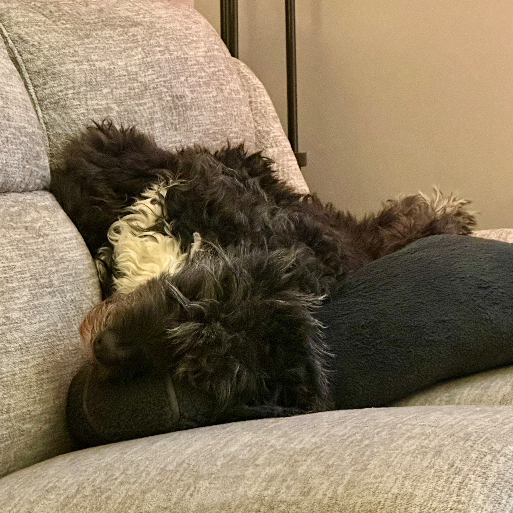 A black dog with curly fur is resting on a grey couch, partially nestled against a dark cushion.