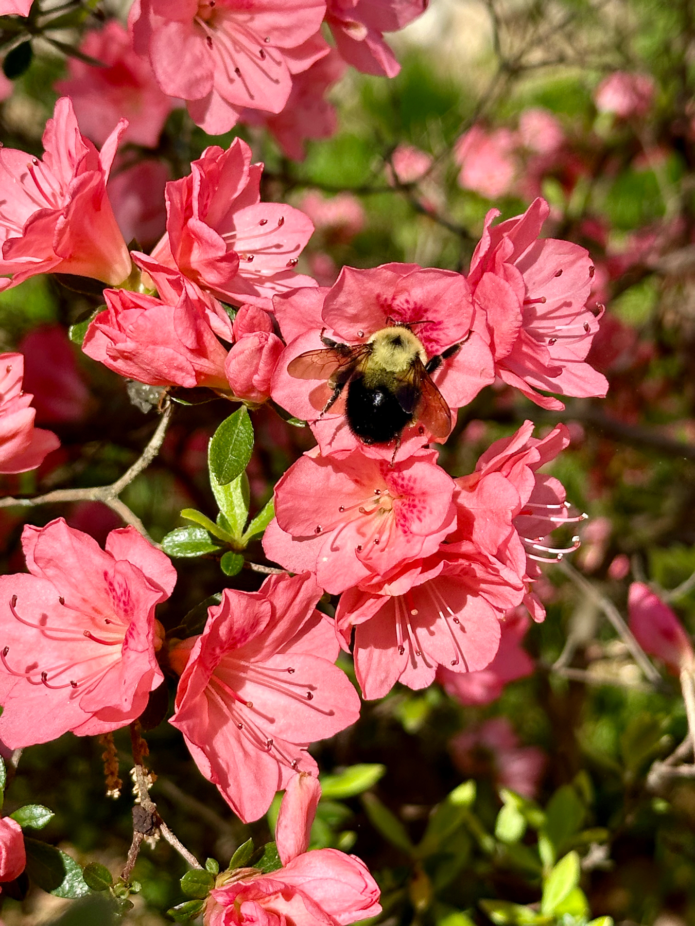 A bumblebee on pink azalea flowers with green foliage in the background.