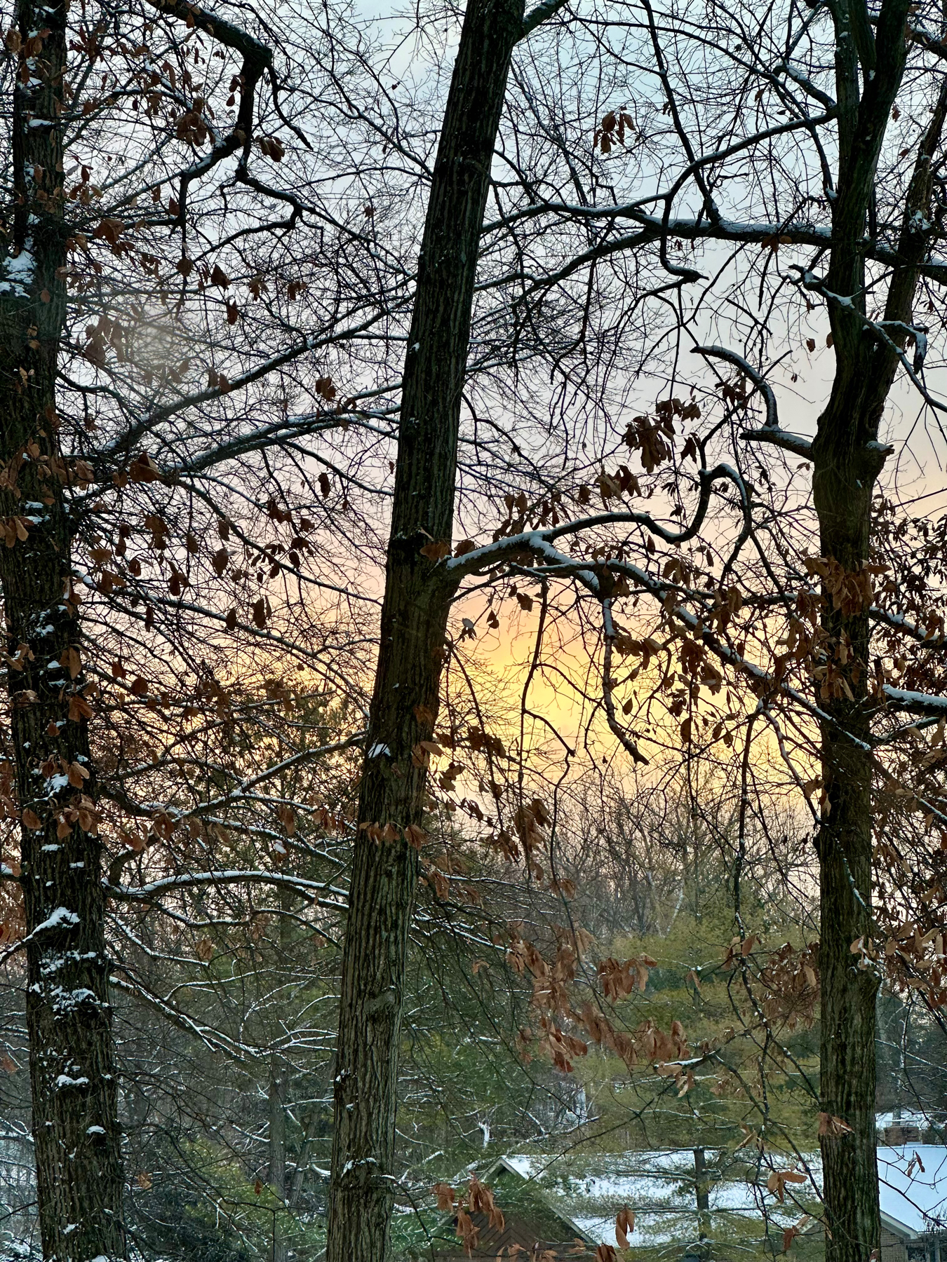 Trees with a mix of bare branches and persistent brown leaves against a golden-hued sunset sky, with a hint of snow on branches and the ground.