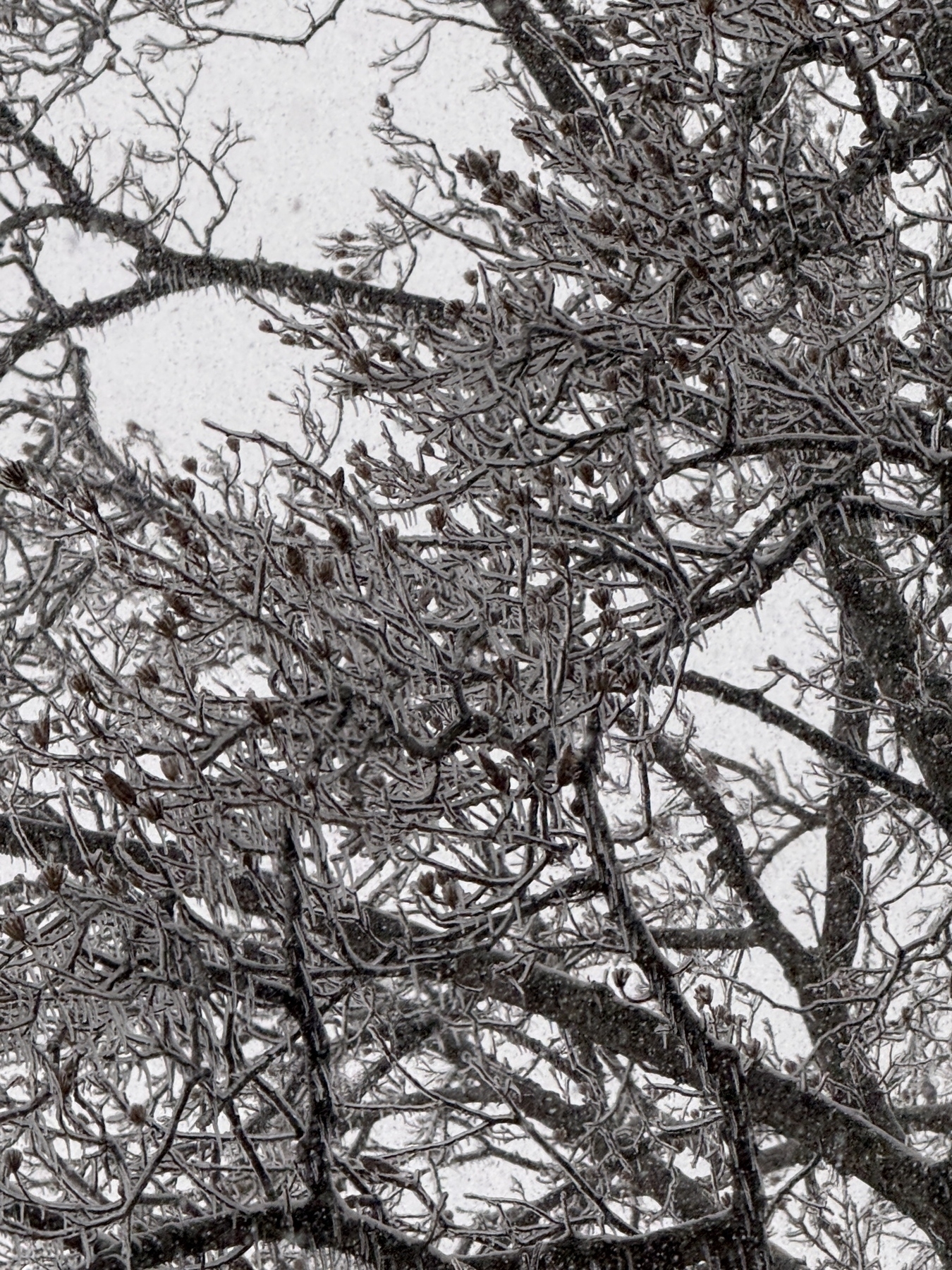 Ice-covered bare tree branches are intricately layered against a gray sky.