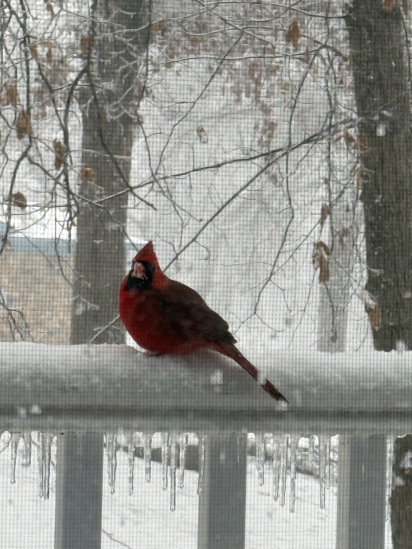 A cardinal is perched on a snow-covered railing with icicles hanging beneath, set against a backdrop of snowy trees.