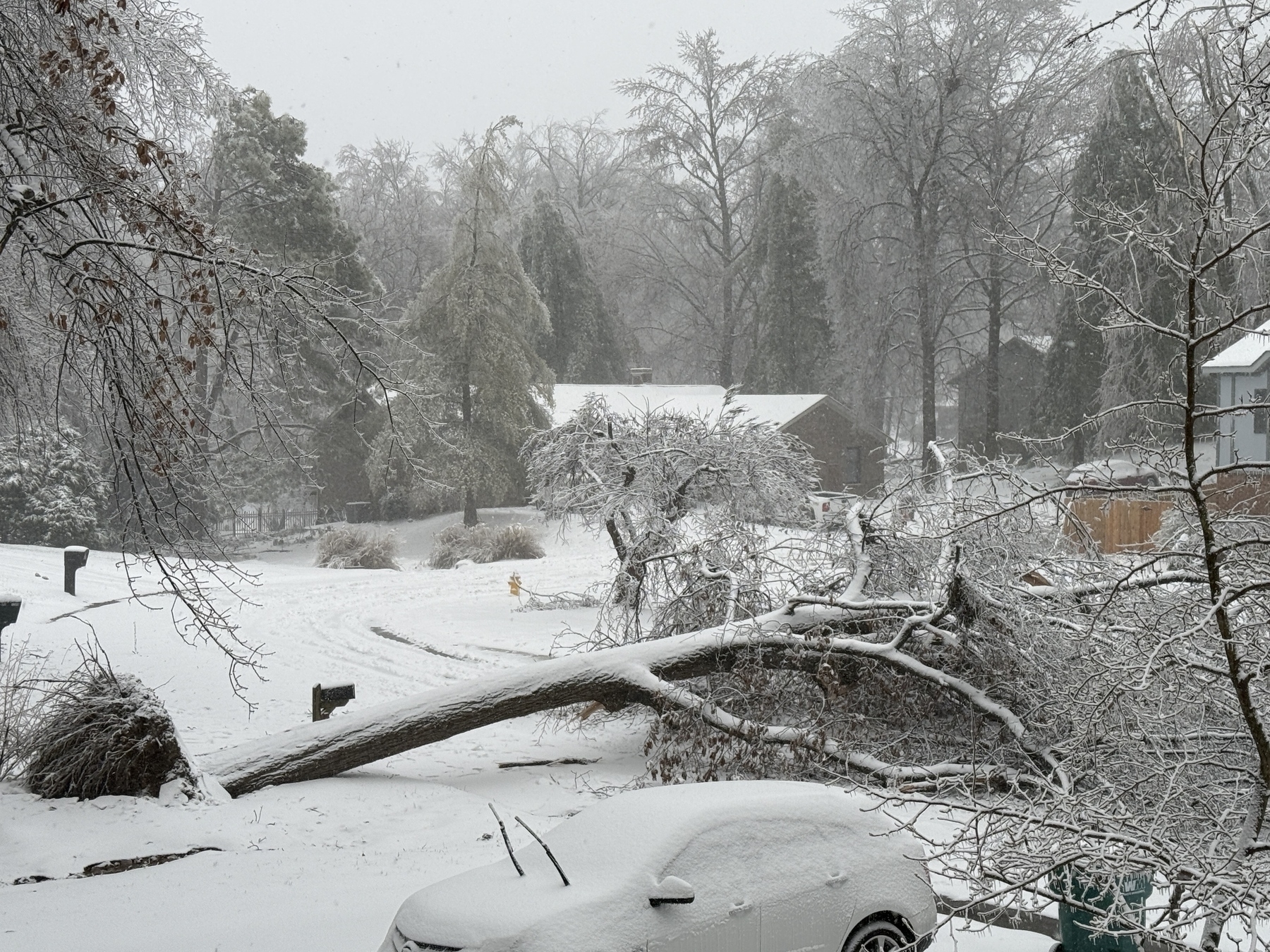 A heavy snowfall blankets a residential area with a large fallen tree blocking part of the road.