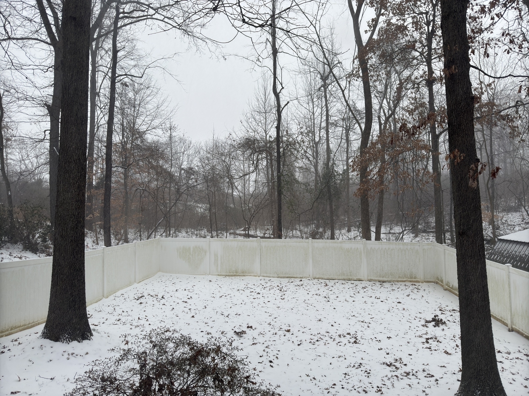 A snowy backyard surrounded by tall trees and a white fence under a gray, overcast sky.