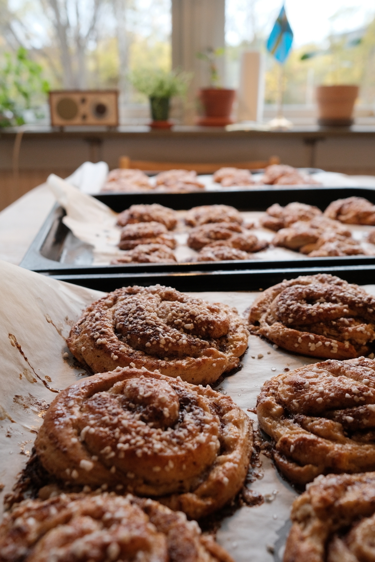 Freshly baked cinnamon buns are cooling on baking trays lined with parchment paper in a cozy kitchen setting.