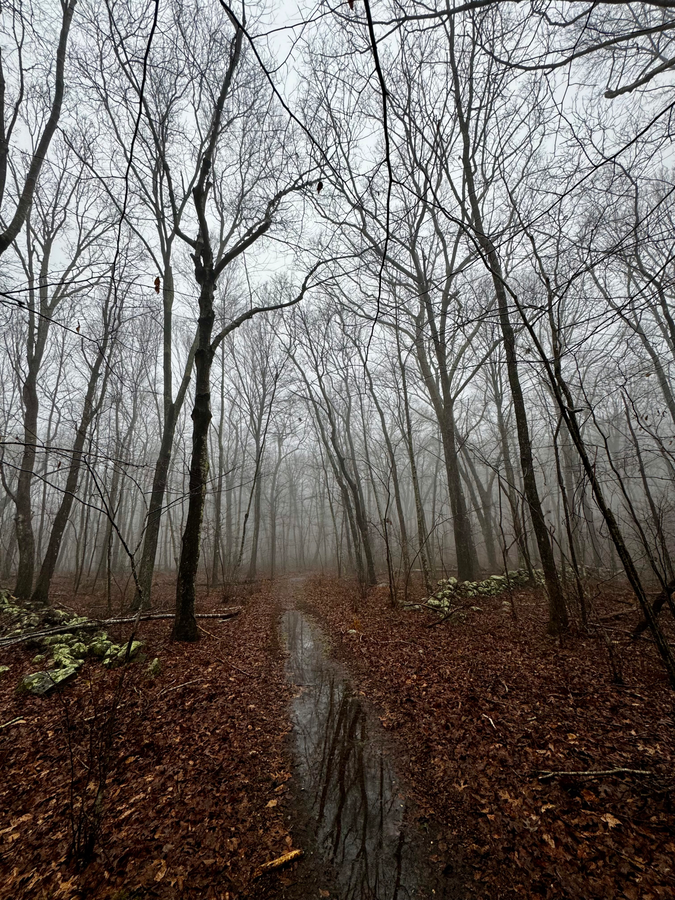 Foggy and cold winter morning with leafless trees and a waterlogged trail in the middle