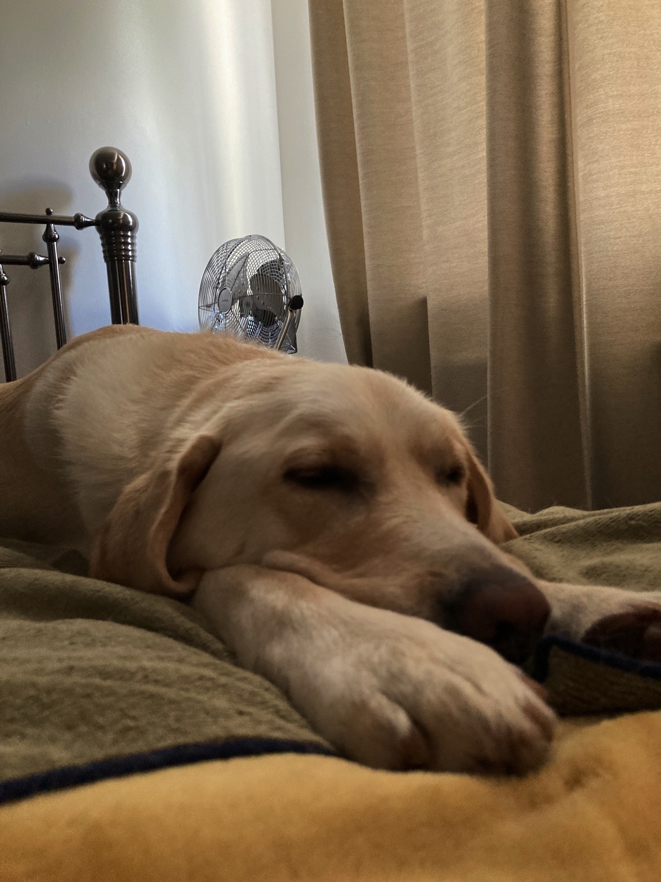 A golden retriever/labrador lying atop a bed, with his head tucked between his outstretched front legs and his eyes almost closed.