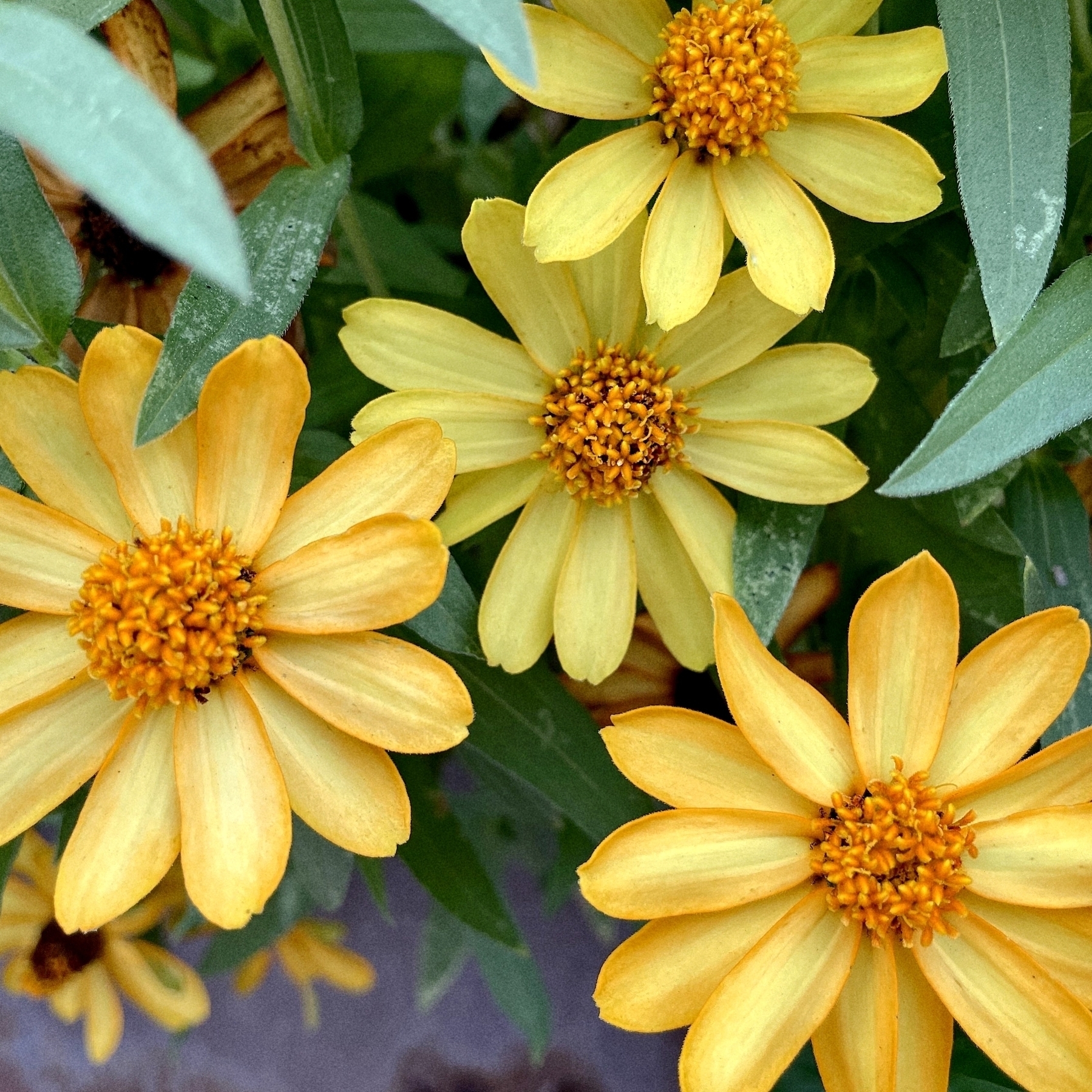 Four yellow flowers surrounded by green leaves. 