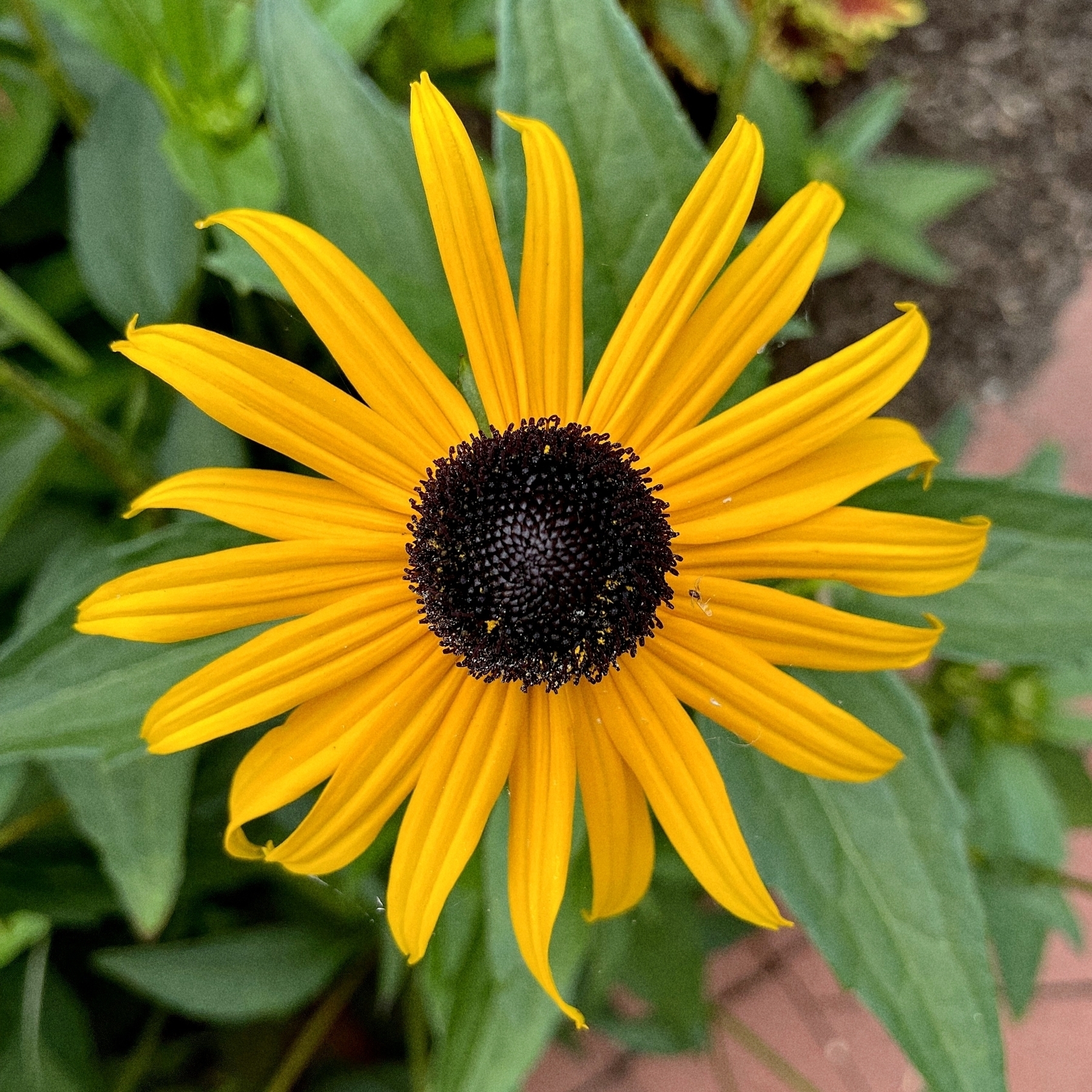 Yellow flower with black center. Greenery and brick walkway in the background. 
