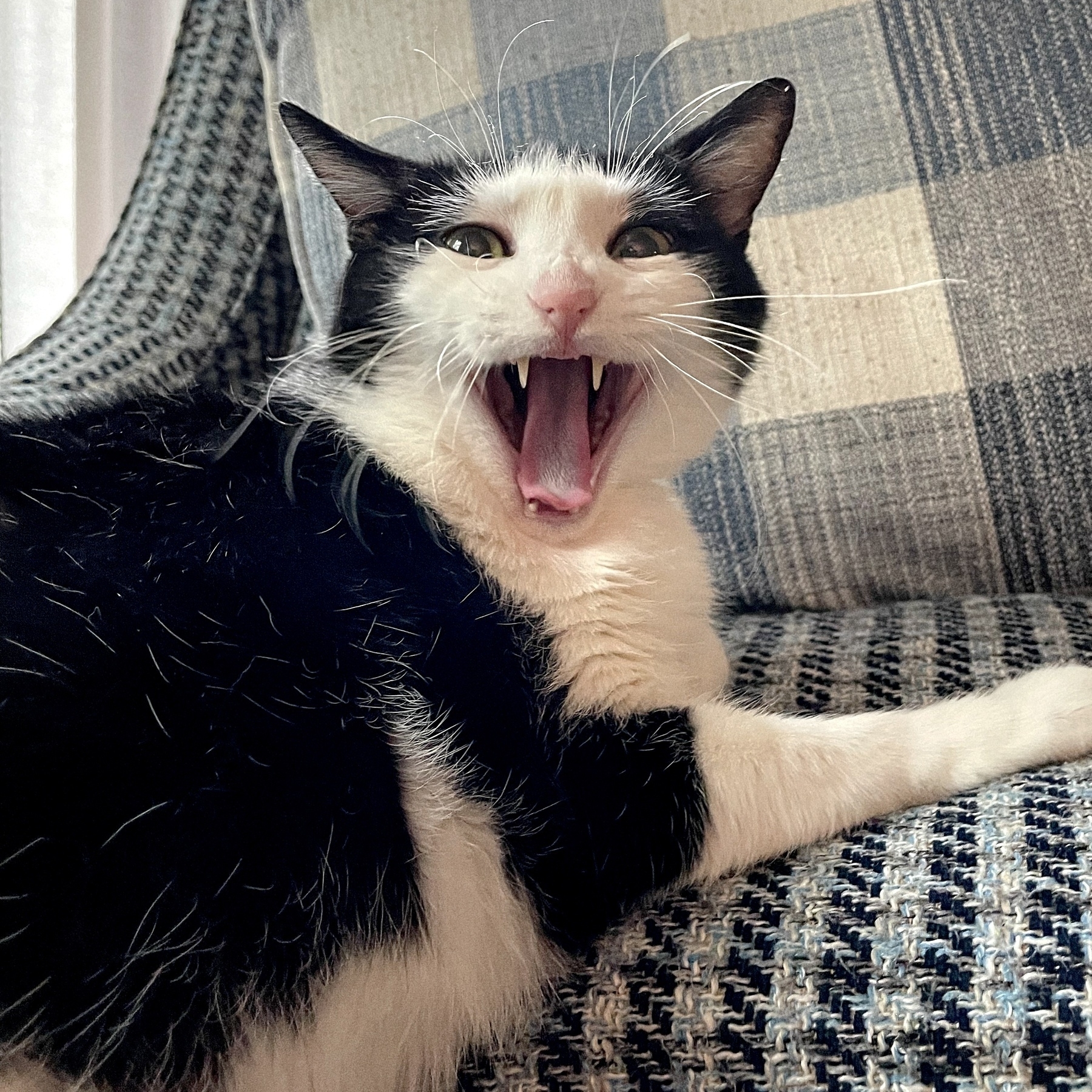 Black and white cat yawning, fangs exposed. 