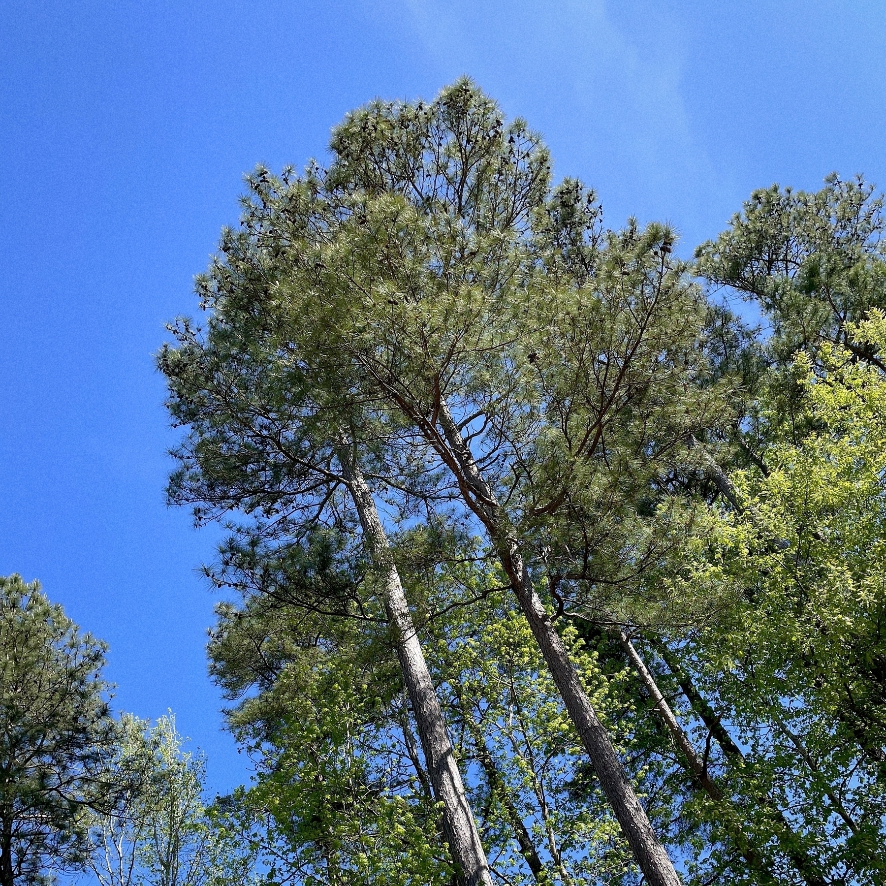 A look up at trees and a bright blue sky. 