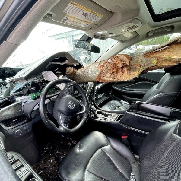Interior of an SUV with a tree going through the dashboad and between the headrests. 