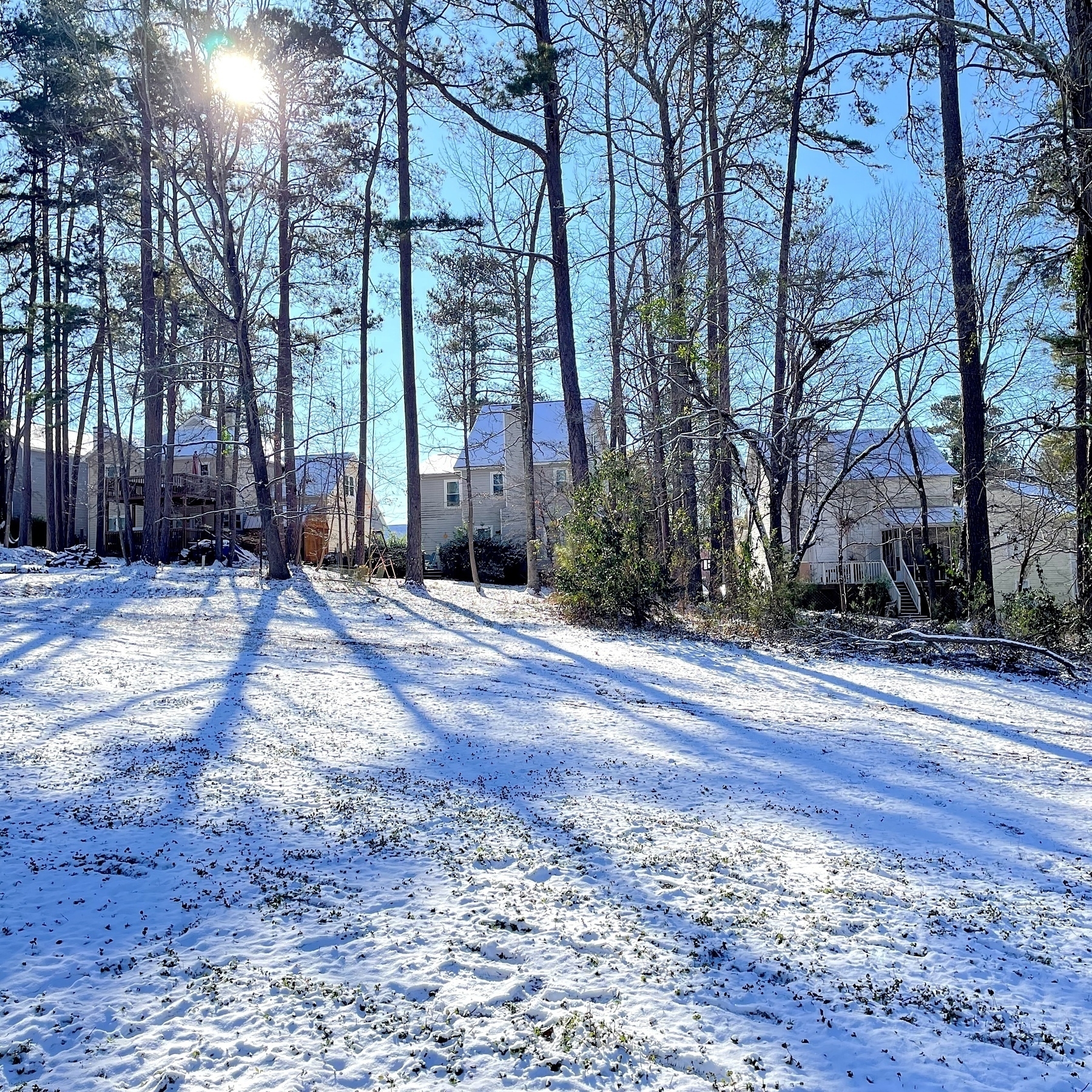 A snowy landscape features tall trees casting long shadows, with houses visible in the background under a bright sun.