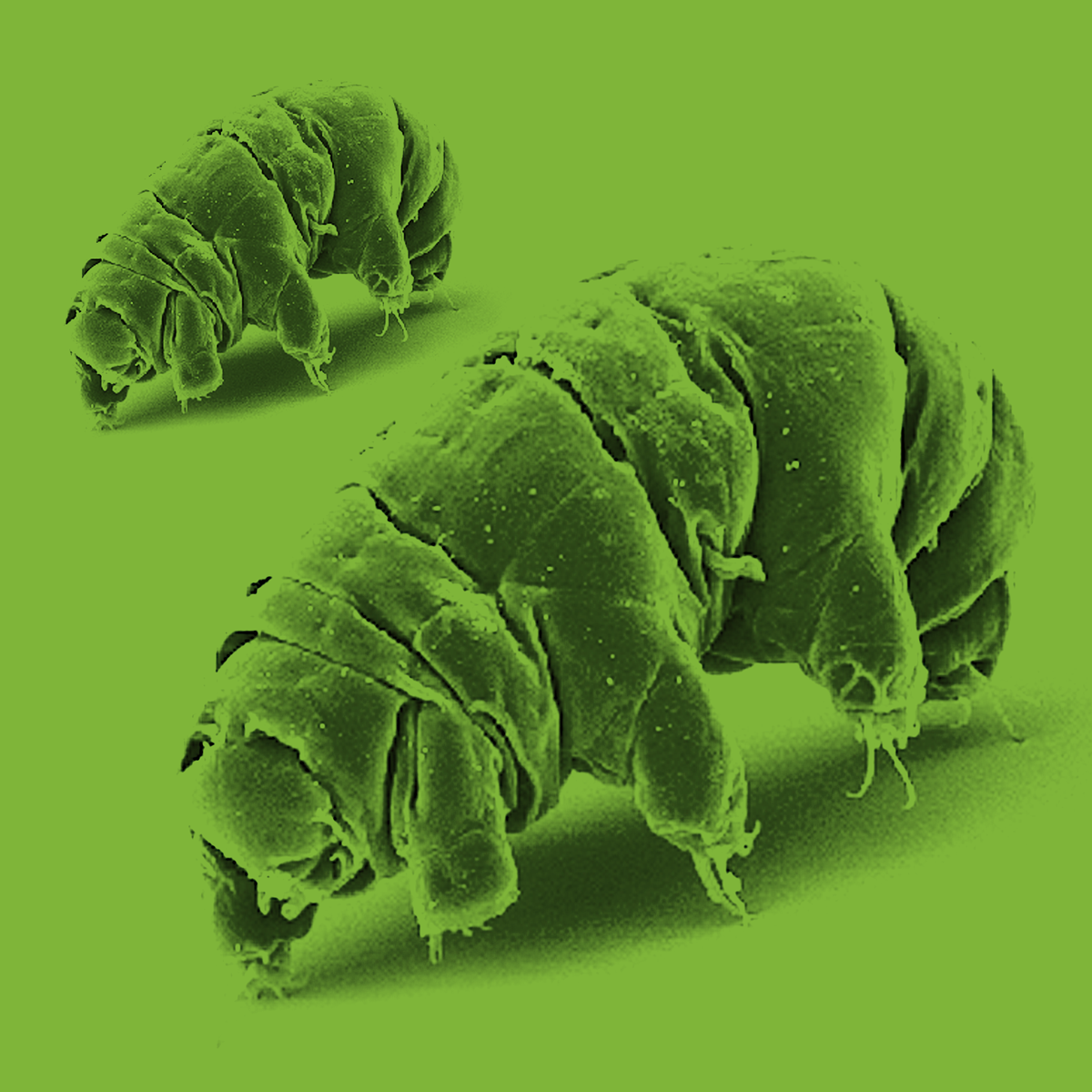 Tardigrade, Original image, CC 2.5