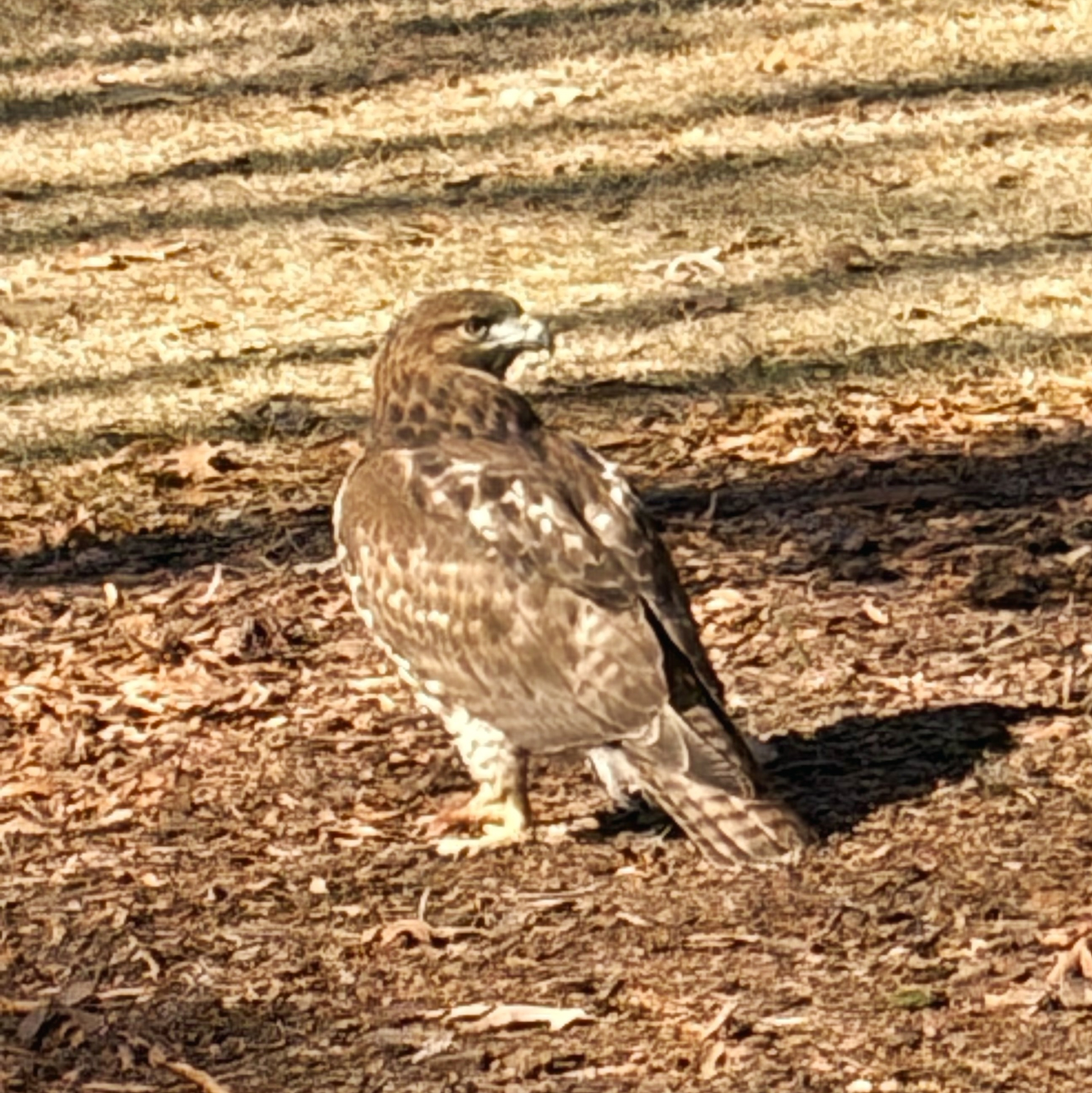 A large bird of prey is standing on the ground with sunlight casting shadows around it.