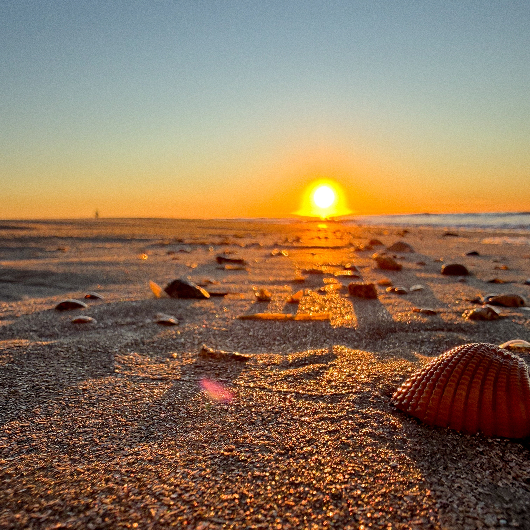 A sandy beach at sunrise is scattered with seashells while the sun sets over the horizon.