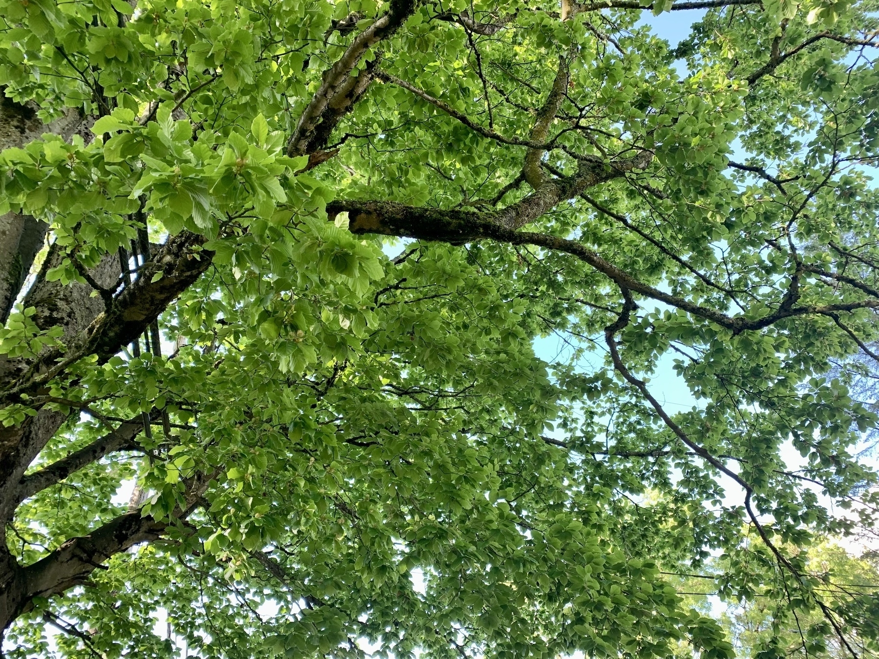 A picture of a the underside of a tree canopy.