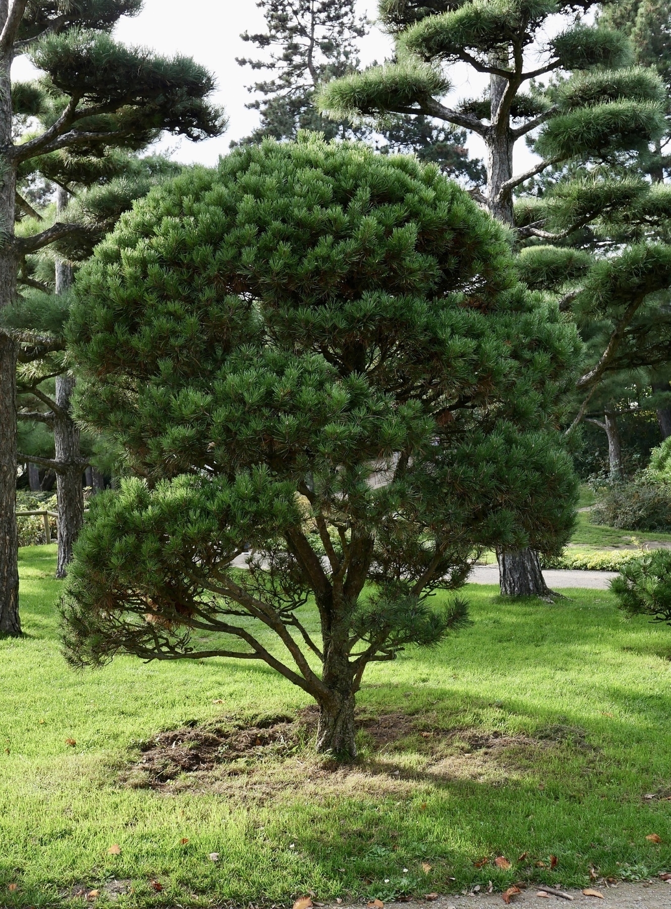 pine tree, cut japanese style