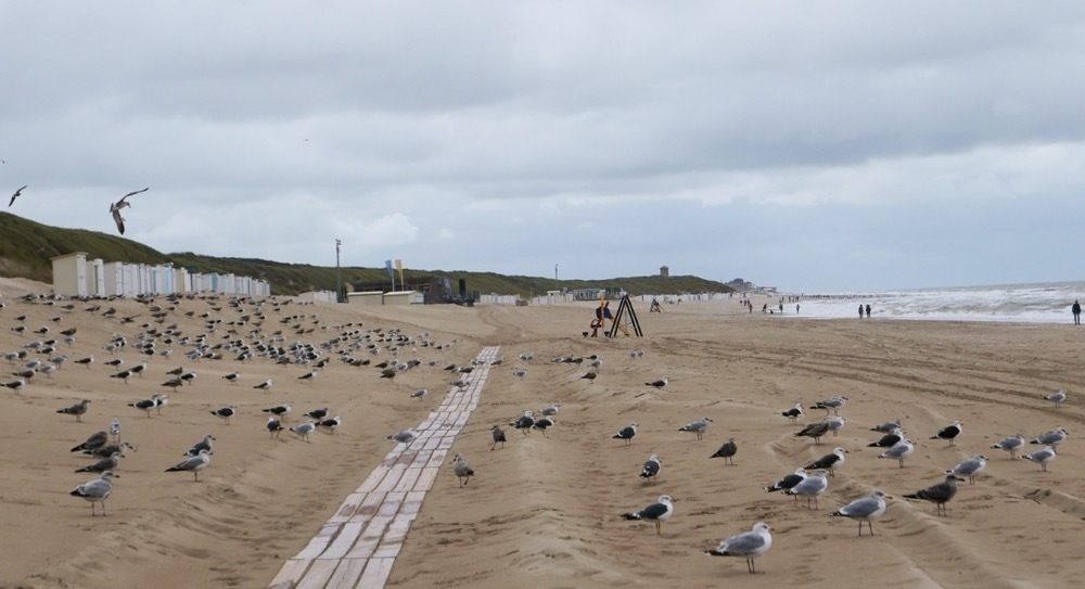 loads of gulls on this beach