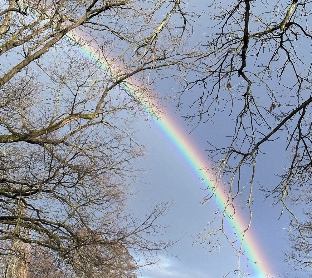 Rainbow behind beech trees