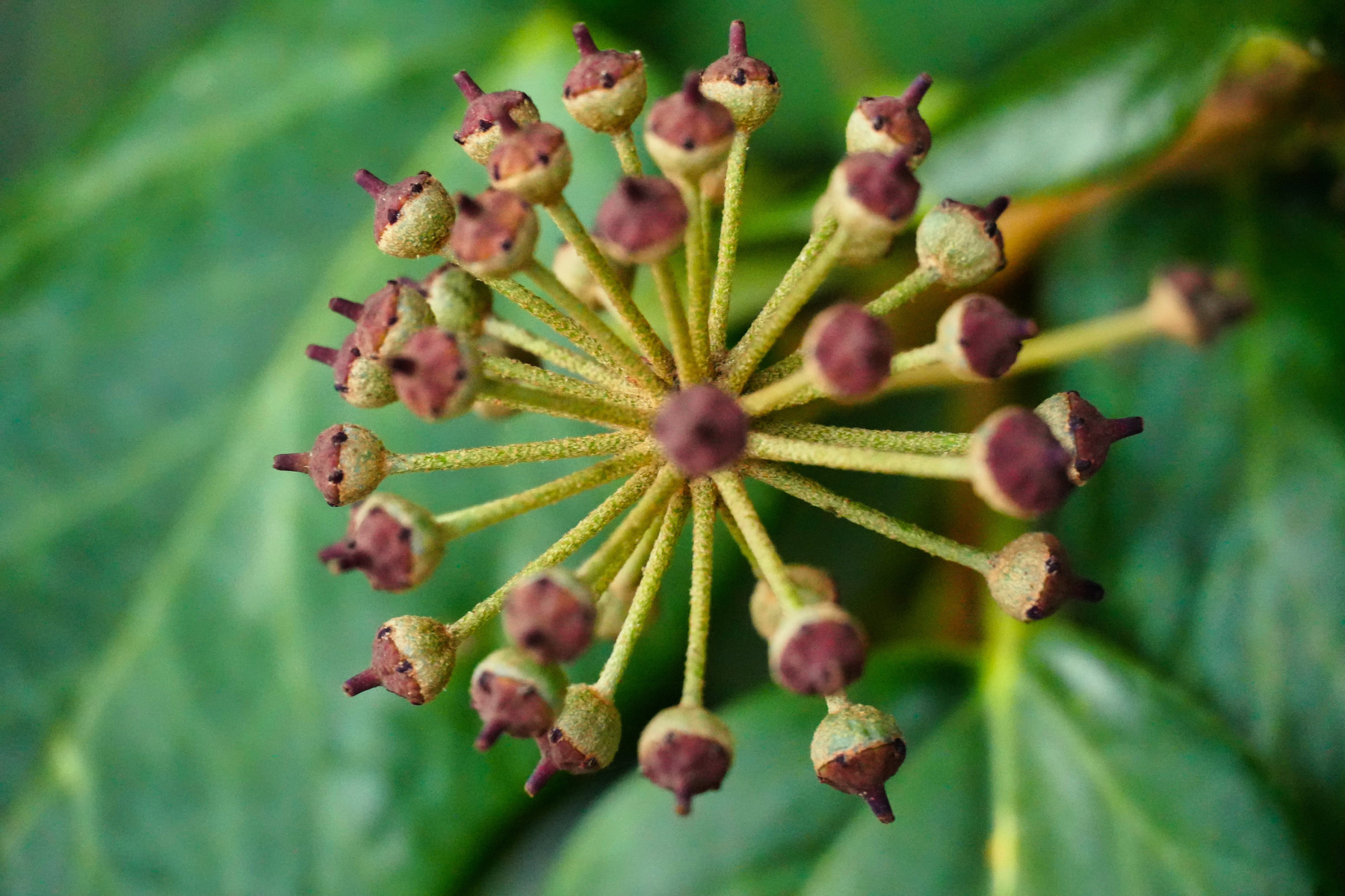 A close-up shows a cluster of budding flowers on an ivy plant with green leaves in the background.
