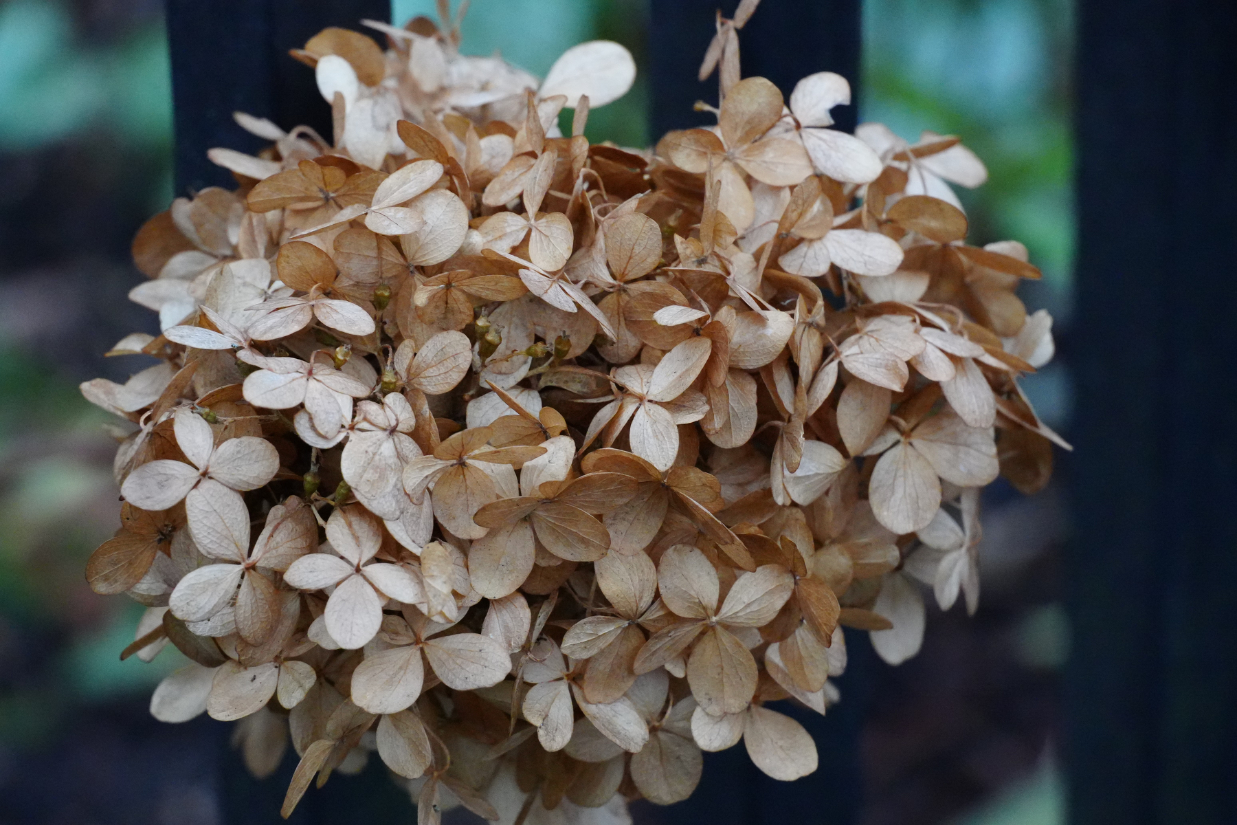 A cluster of dried, brown hydrangea flowers clings to a dark vertical structure.