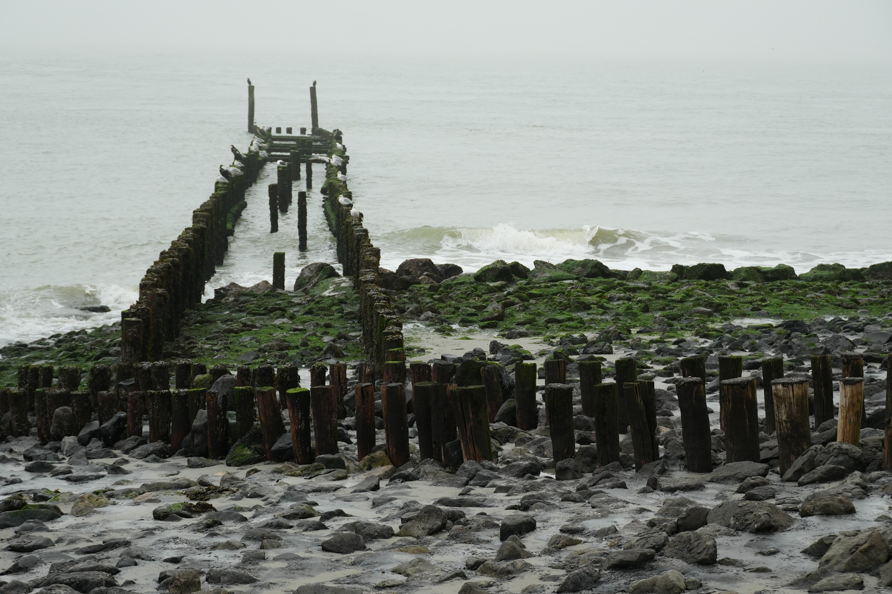 Auto-generated description: A weathered wooden pier extends into a misty sea with rocks and algae-covered stones surrounding it.