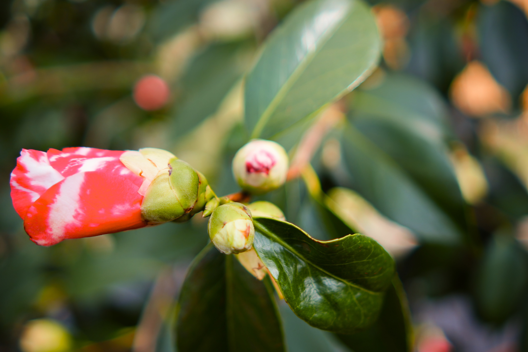A vibrant pink and white camellia bud with surrounding green leaves is pictured as it starts to bloom.