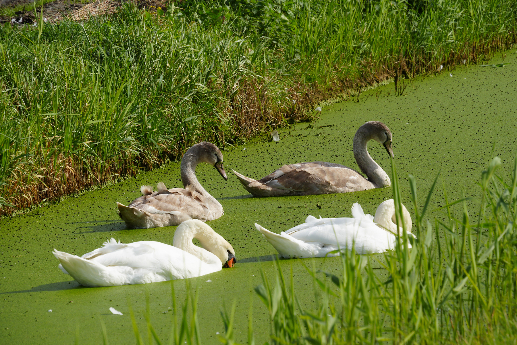 Two white swans and two gray cygnets are swimming in a narrow, green algae-covered waterway surrounded by grass.