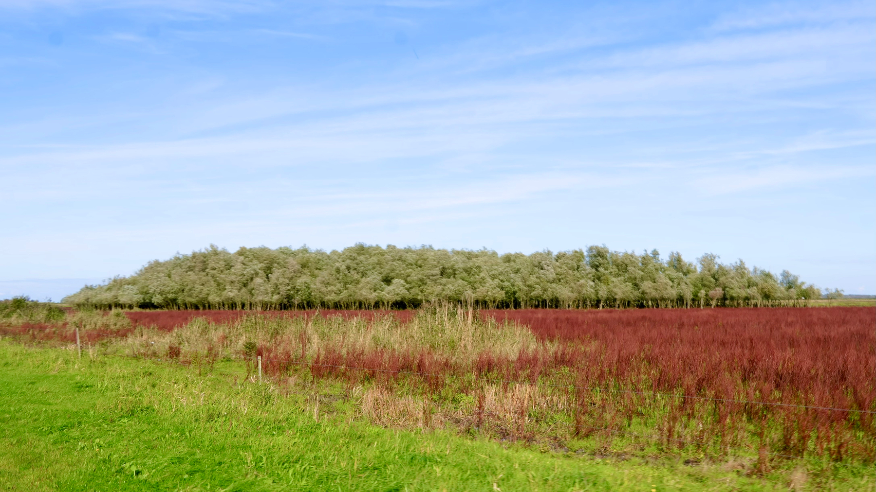 A field with green and reddish vegetation stretches out under a blue sky with wispy clouds, with a line of trees in the distance.