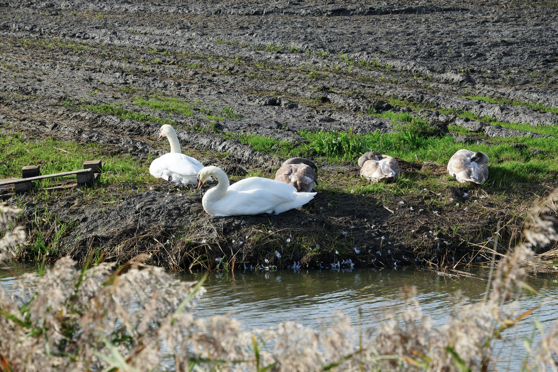 Two adult swans and several cygnets are resting by the edge of a small body of water near a plowed field.