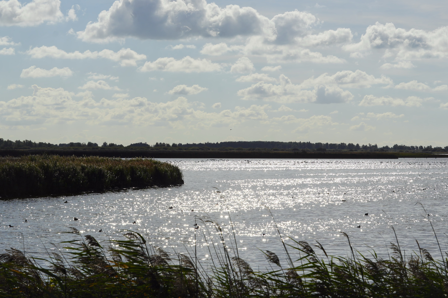 A serene body of water sparkles under a partly cloudy sky with tall grasses swaying in the foreground.