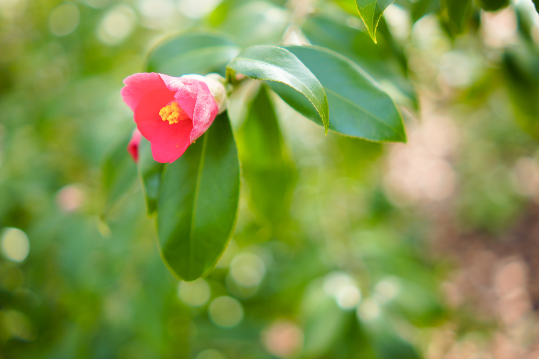 A single pink flower blooms amidst glossy green leaves with a soft-focus background.