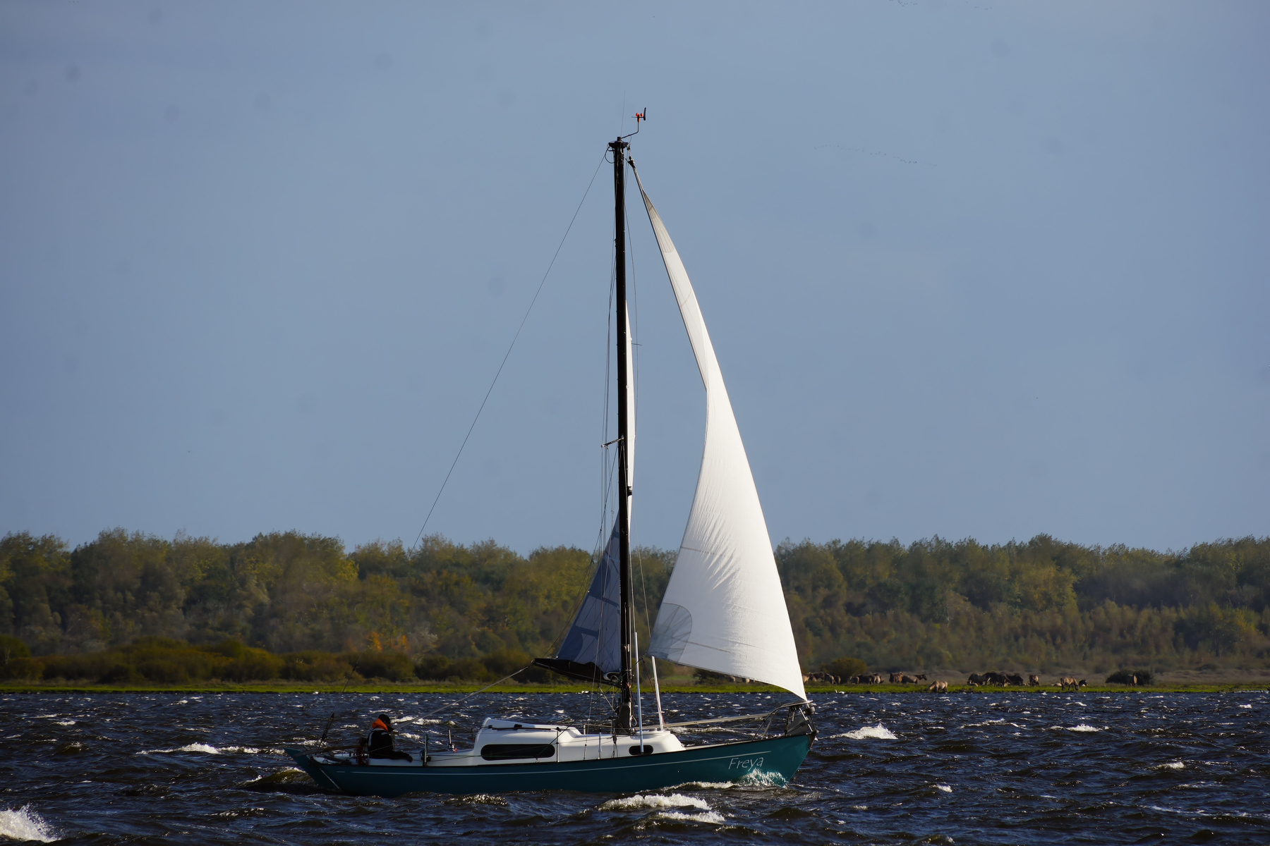 A sailboat is gliding on a body of water with a forested shoreline in the background under a clear sky.