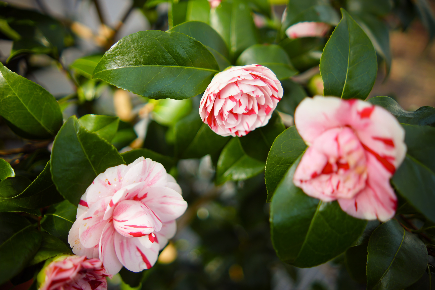 Pink and white camellia flowers with green leaves are in focus.