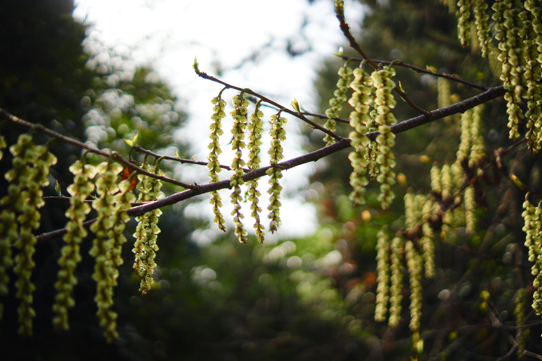 Catkins hang from tree branches against a blurred natural background.