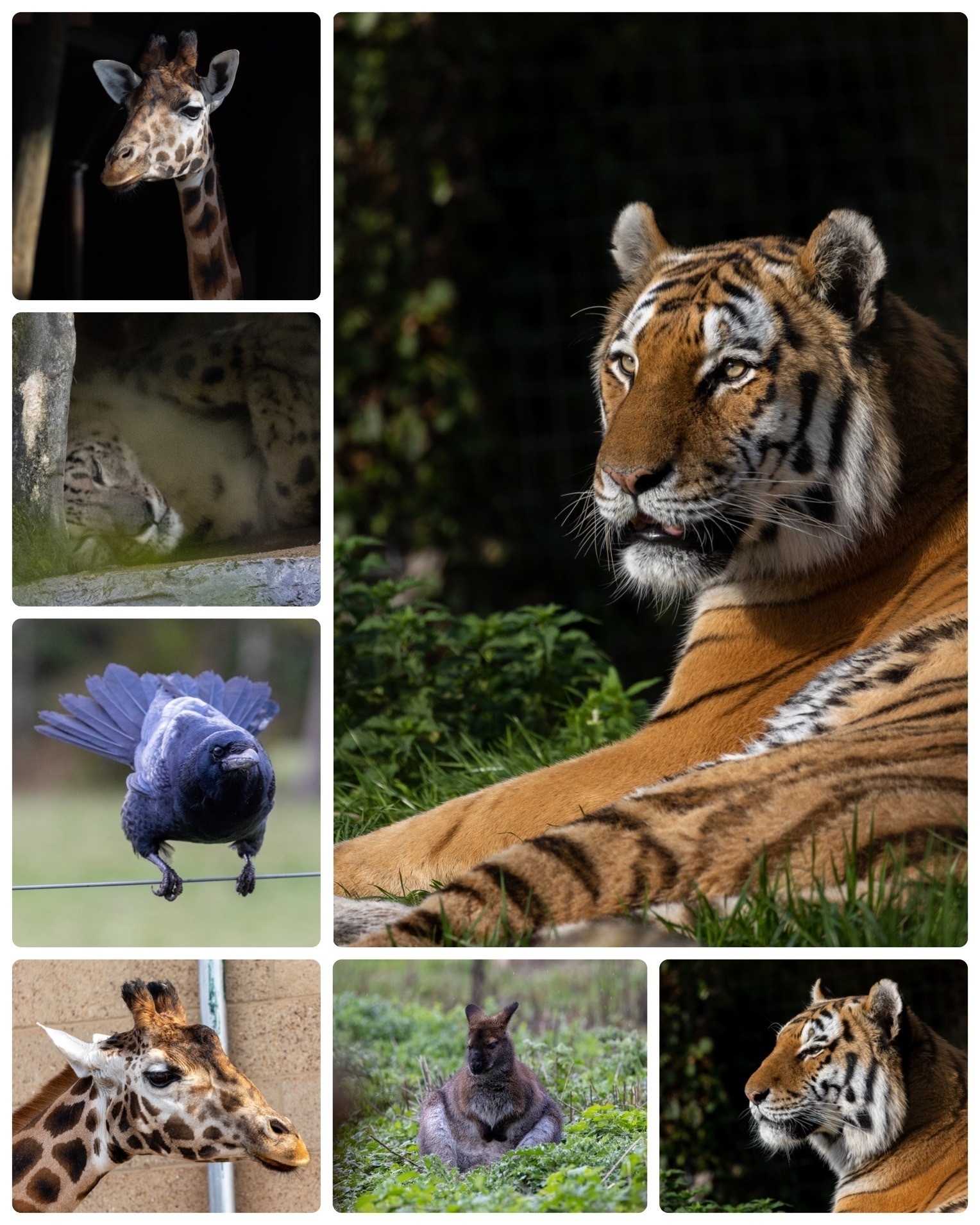Collage of animals including tigers, giraffes, snow leopard, wallaby and a rook