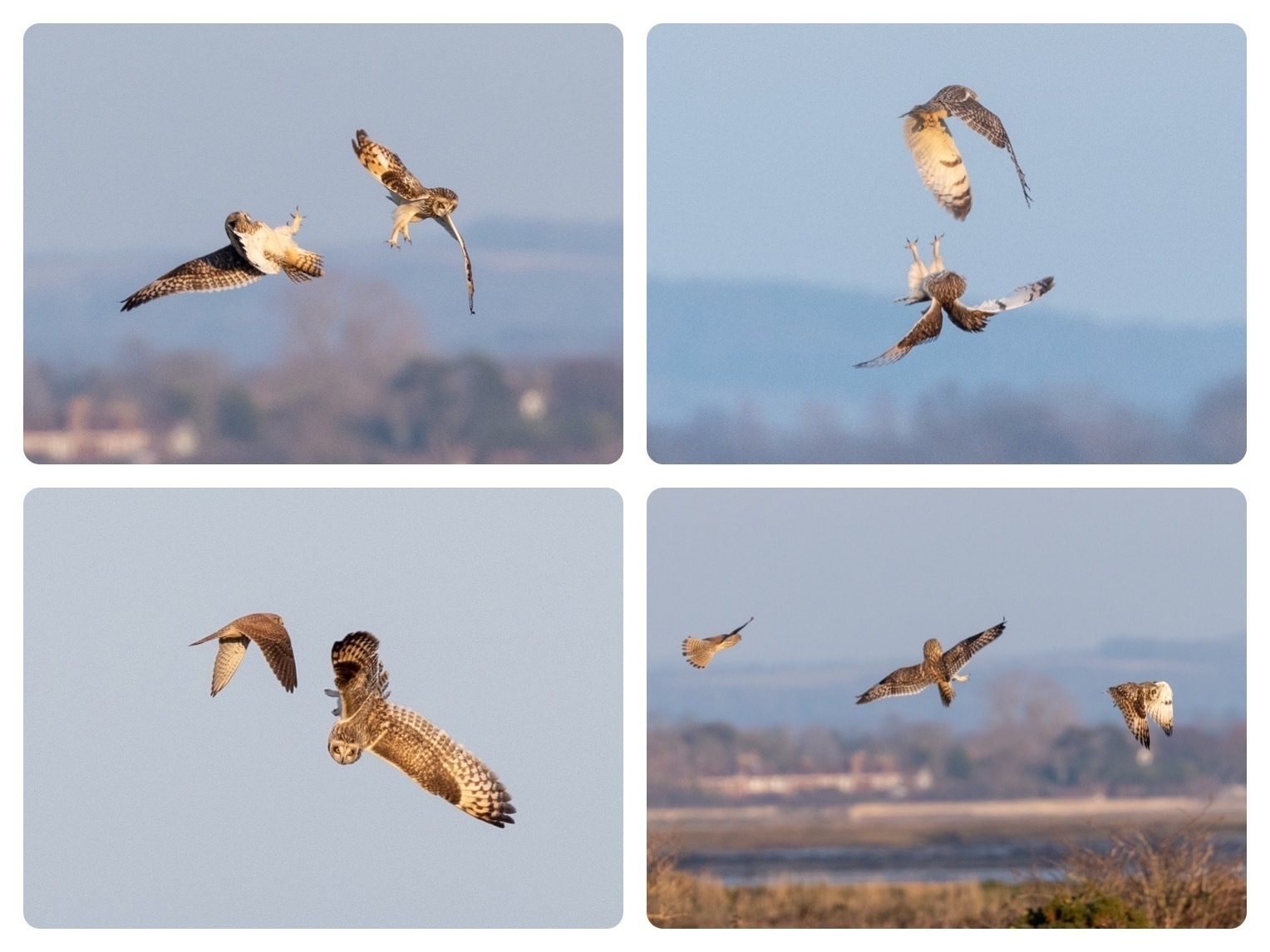 Collage of photos showing various pictures of short-eared owls