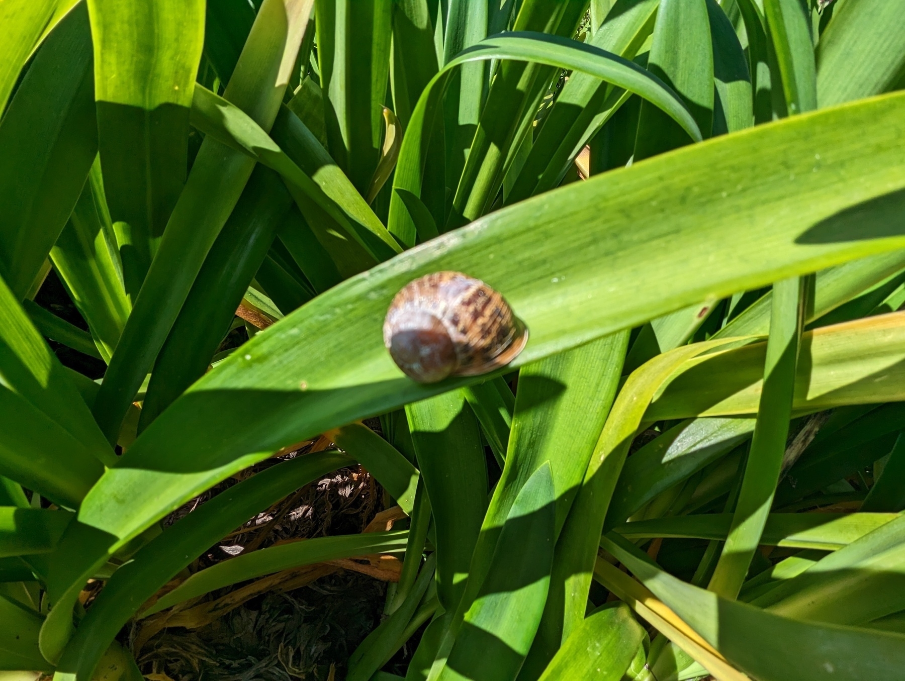 A retreat and a slight pullback to see a snail's striped brown shell slight out of focus but still atop a brilliant green leaf of a plant under sunlight Saturday, April 16th, 2023 at Cutting Boulevard and Elm Street in El Cerrito, California