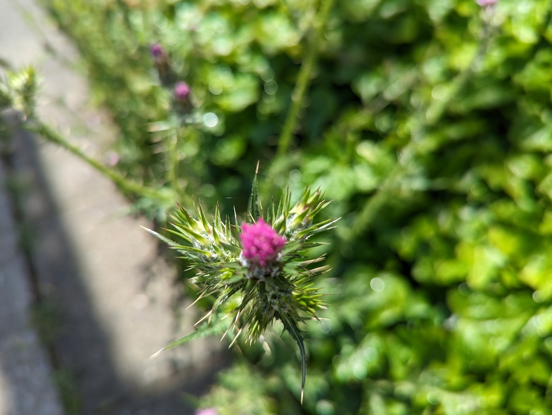 A neon pink flower bursts like a firework out of a long prickly green thistle stalk against a field of out of focus greenery and gray sidewalk concrete under sunny skies Monday, May 8, 2023 in San Pablo, California.