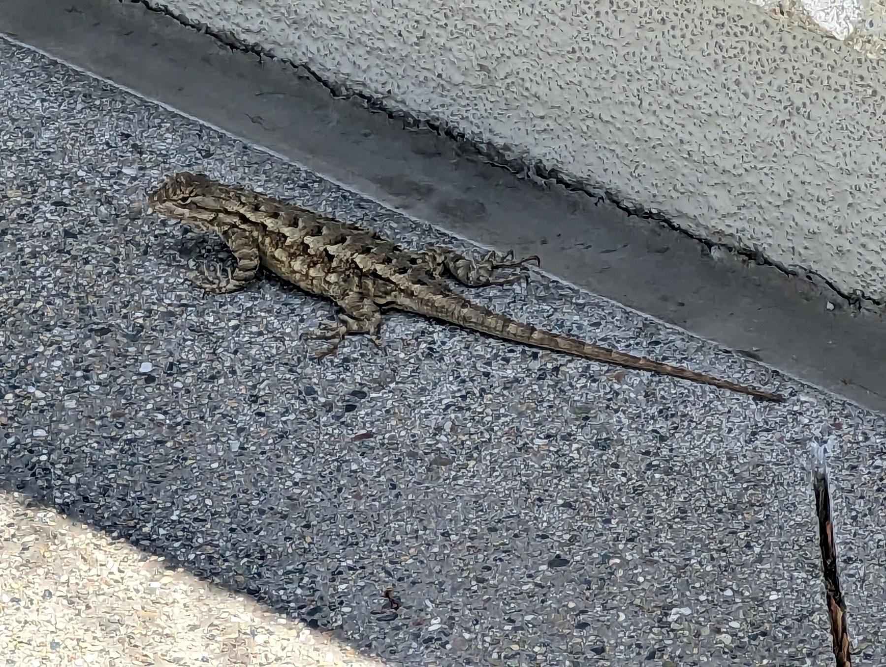 A coast range lizard stands still in shade at the foot of a concrete wall in the Mount Diablo Plaza office complex Wednesday, May 24, 2023 on North California Boulevard in Walnut Creek, California.